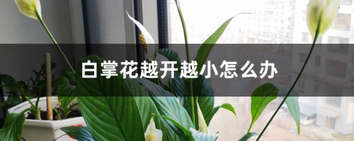 白掌花越开越小怎么办