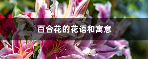 百合花的花语和寓意