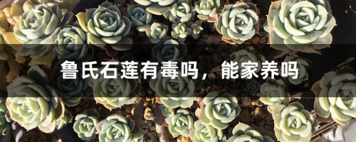 鲁氏石莲有毒吗，能家养吗