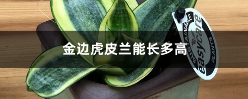 金边虎皮兰能长多高