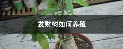 发财树如何养殖