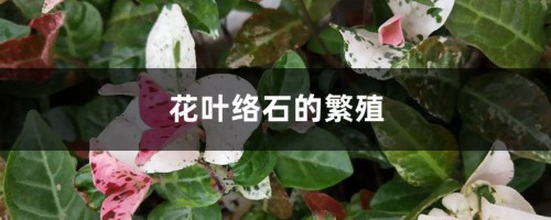 花叶络石的繁殖