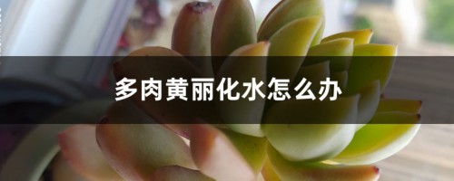 多肉黄丽化水怎么办