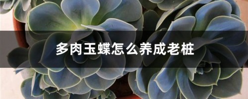 多肉玉蝶怎么养成老桩